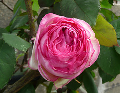 Rose de Ronsard...