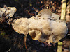 Fungi - Schizopora sp.