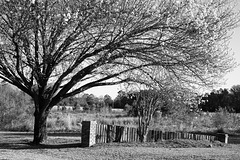Pear tree and fence