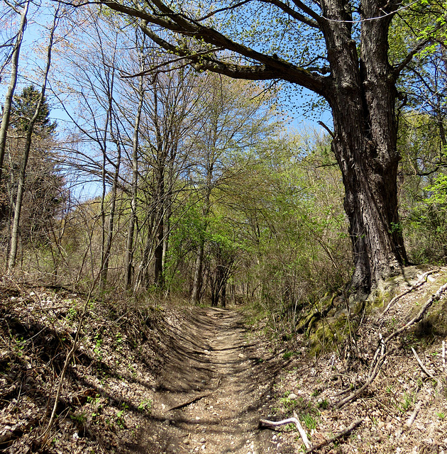 Rough terrain bike trail