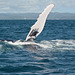 Dominican Republic, Long Pectoral Fin of the Humpback Whale