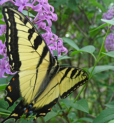 Eastern Tiger Swallowtail (Papilio glaucus)(m)