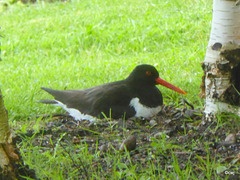 Day 25 - the oystercatcher eggs are due to hatch any day now...