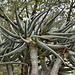 Quiver Tree, #1 – Desert Botanical Garden, Papago Park, Phoenix, Arizona