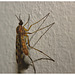 Fly IMG_0601