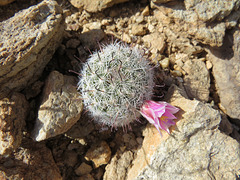 Blooming Cactus Ball