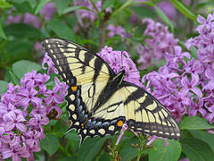 Eastern Tiger Swallowtail (Papilio glaucus) (f)