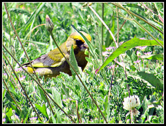 Finch in the Grass.