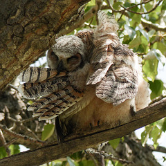 The art of preening for a young owl