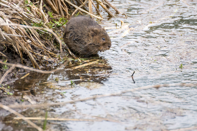 Tales of the riverbank - Ratty #04