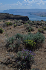Wildflowers along the Columbia River