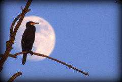 Cormoran méditant devant la lune... presque pleine