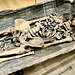 Rijksmuseum van Oudheden 2023 – The Year 1000 – Skeleton from a man