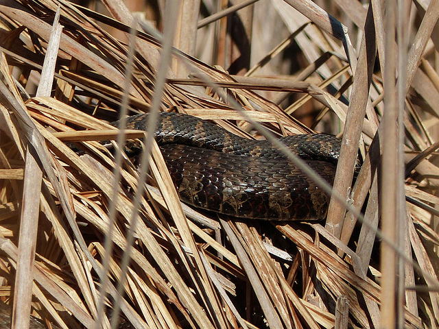 Day 2, mating snakes, Rondeau PP