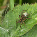 Wold Spider