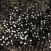 anemone sylvie  (3)