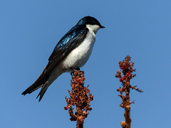 Day 2, Tree Swallow, Rondeau PP