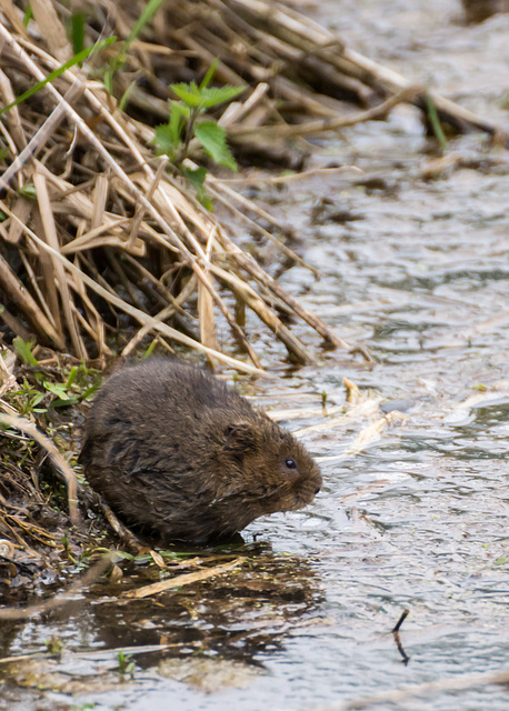 Tales of the riverbank - Ratty #05