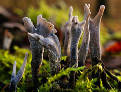 Winterpilzchen -- Winter-growing tiny fungi