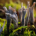 Winterpilzchen -- Winter-growing tiny fungi