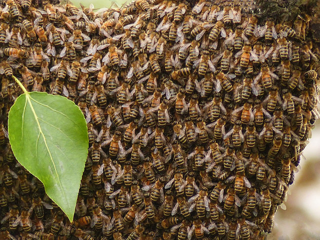 Close-up of bee colony