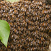 Close-up of bee colony