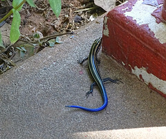 Young Master Blue-Tail ~ (American) Five-Lined Skink (Plestiodon fasciatus)(juvenile)