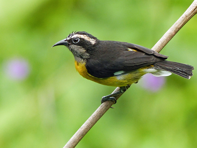 Bananaquit / Coereba flaveola, Trinidad