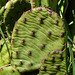 Endangered Eastern Prickly Pear, Pt Pelee