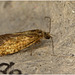 Moth EF7A2805