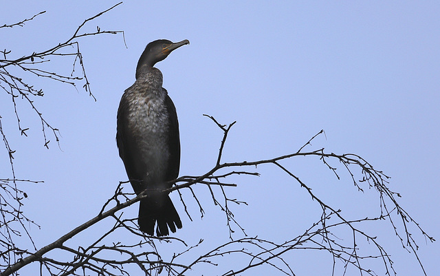 Jeune cormoran