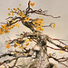 Bonsai Crab Apple Tree – United States National Arboretum, Washington, DC