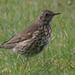 The Beautiful Song Thrush (Turdus philomelos) A13-04