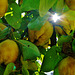 Ein Lichtblick im Quittenwald - Light rays in the quince grove