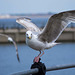 Seagull May set (46)