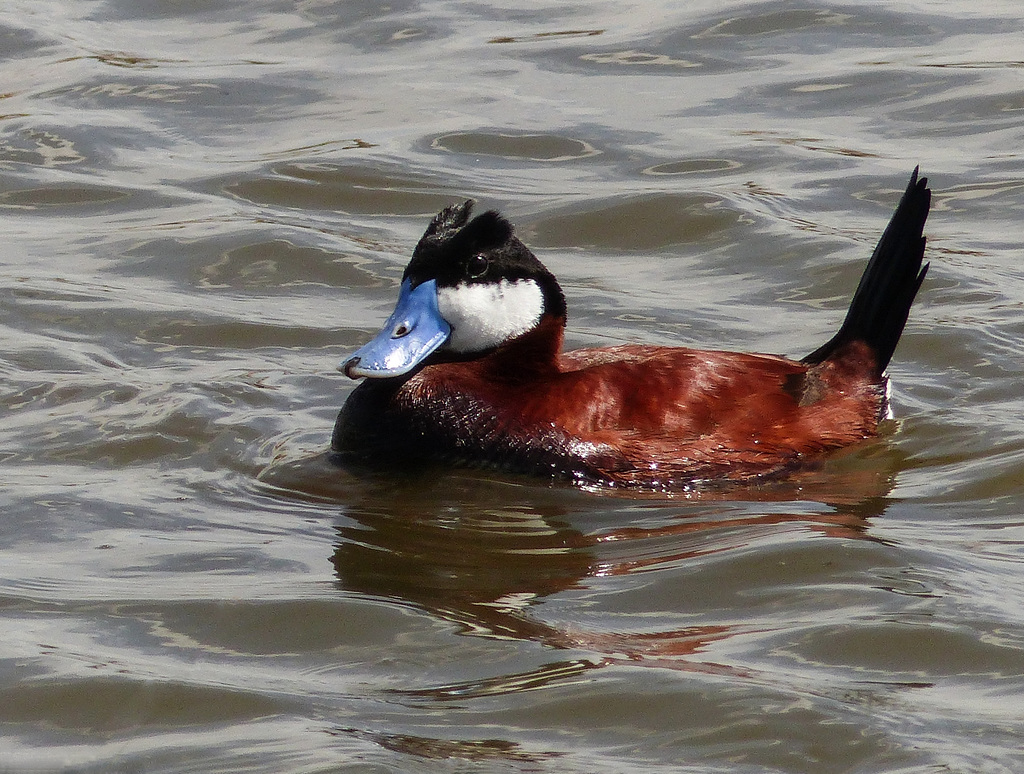 ruddy duck