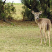 Day 5, White-tailed Deer, King Ranch, Norias Division