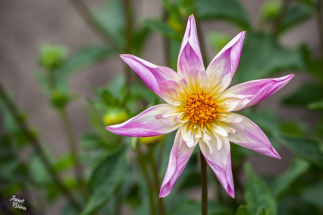 Pictures for Pam, Day 9: Blush & White Pinwheel Dahlia