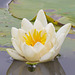 Water Lily 02