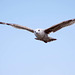 Seagull May set (48)