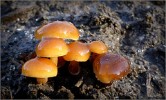 Futu, Seafood mushrooms ~ Gewoon fluweelpootje (Flammulina velutipes)...