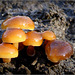 Futu, Seafood mushrooms ~ Gewoon fluweelpootje (Flammulina velutipes)...