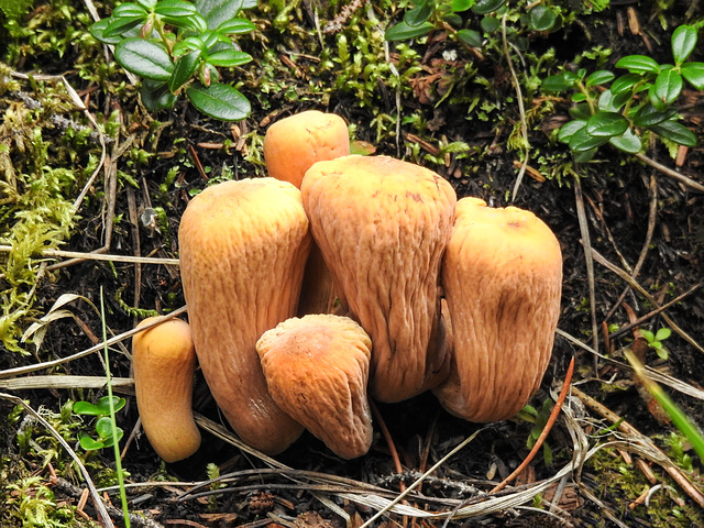 Club fungus / Clavariadelphus truncatus