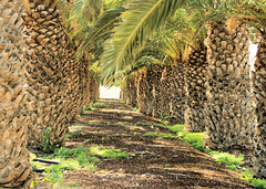 Ich bin dann mal weg: Palmenallee bei Pájara