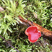 Scarlet elf cup ~ Rode kelkzwam, Vermiljoenhoutzwam (Sarcoscypha coccinea)... (+ PiP)