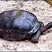 MAHE' :  le tartarughe giganti vivono bene nel Botanical Park !