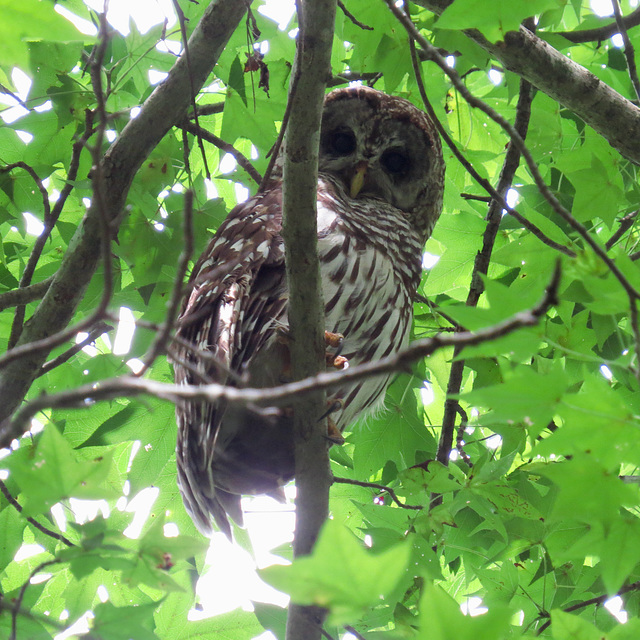 Barred owl - Strix varia