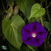 71/366: Morning Glory and Its Lovely Heart-Shaped Leaves