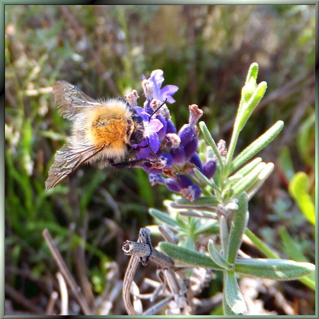 Bumblebee tasting lavender... ©UdoSm