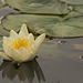 Water Lily 04